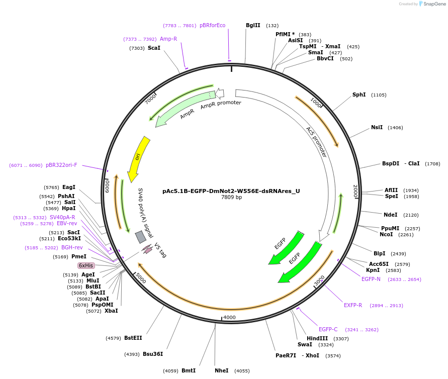 147702-plasmid-map-sequence-id-290149