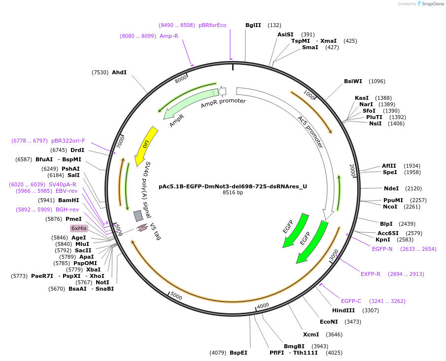 147703-plasmid-map-sequence-id-290150