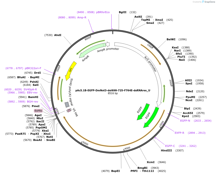 147704-plasmid-map-sequence-id-290151
