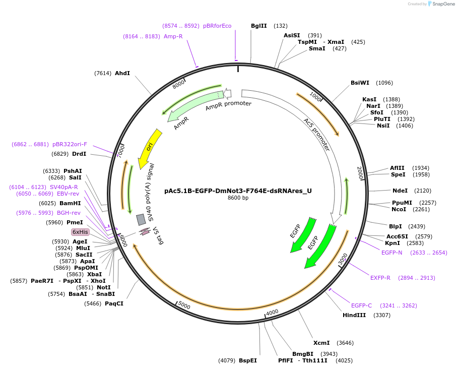 147706-plasmid-map-sequence-id-290153
