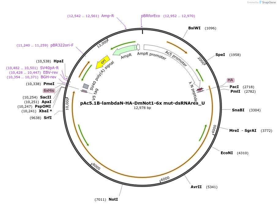 147708-plasmid-map-sequence-id-290155
