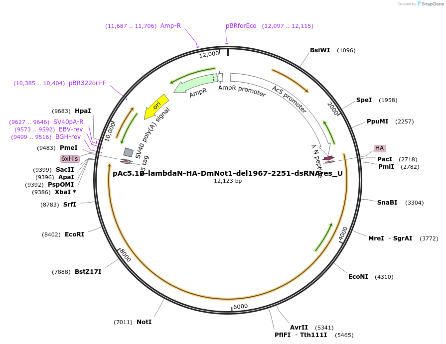147711-plasmid-map-sequence-id-290158