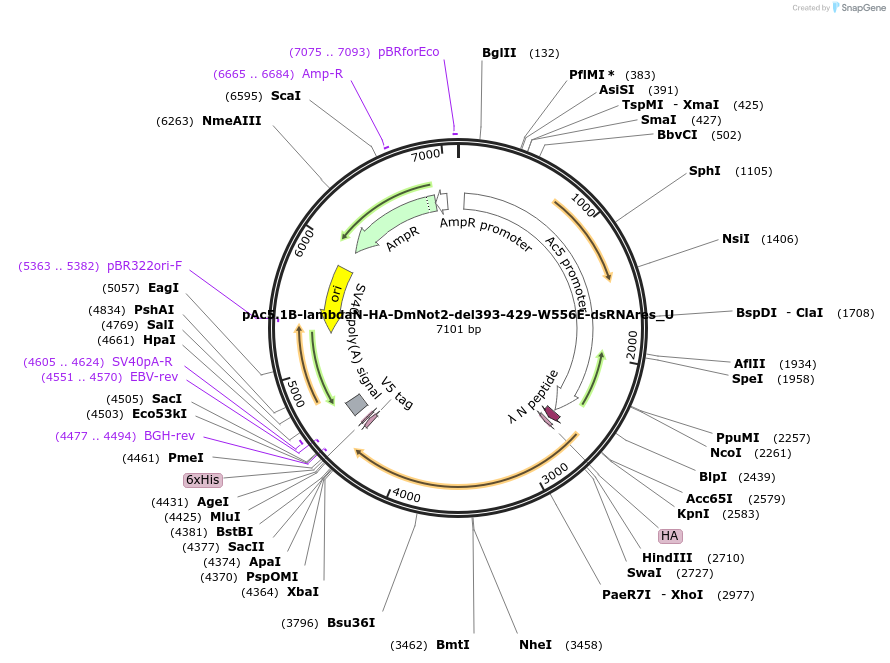 147713-plasmid-map-sequence-id-290160