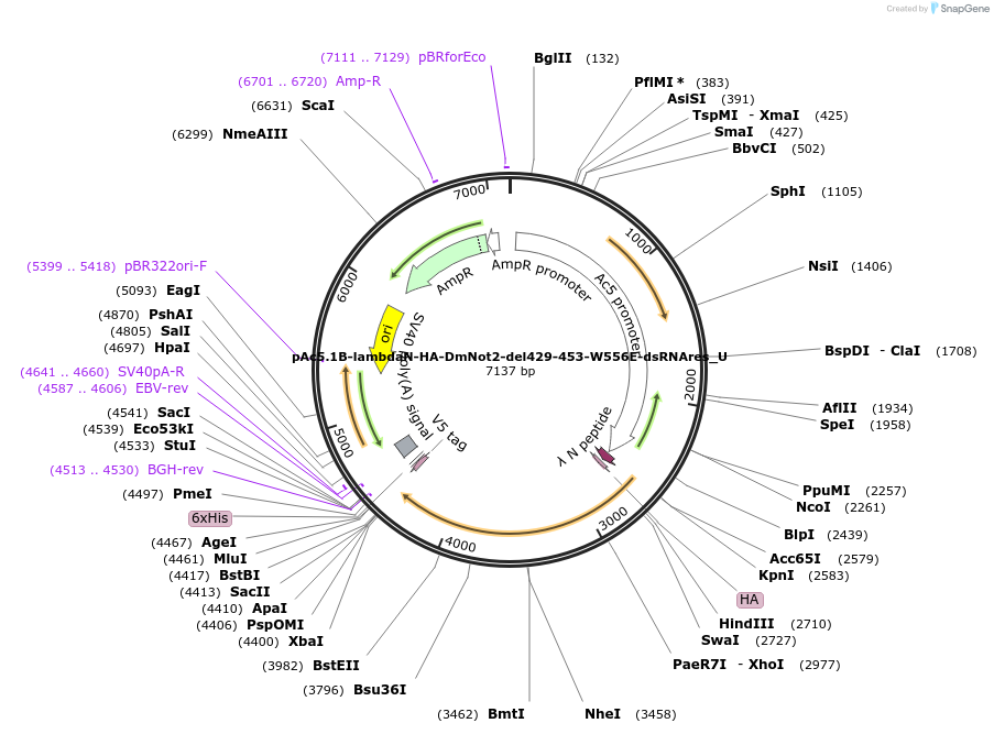 147715-plasmid-map-sequence-id-290162