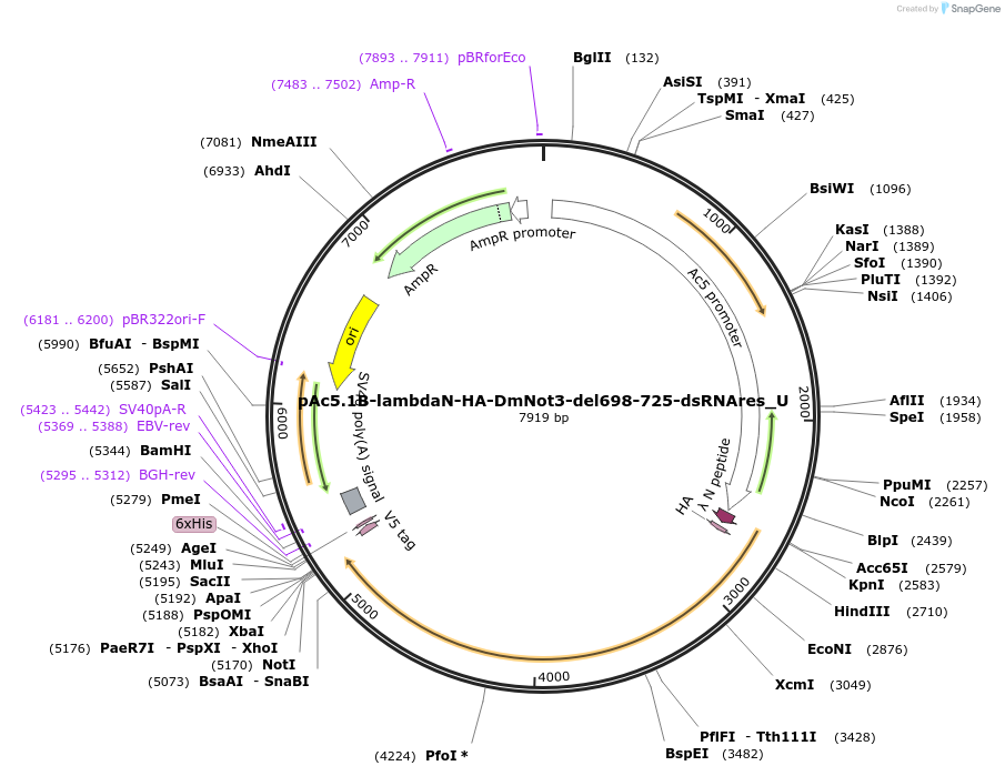 147718-plasmid-map-sequence-id-290165