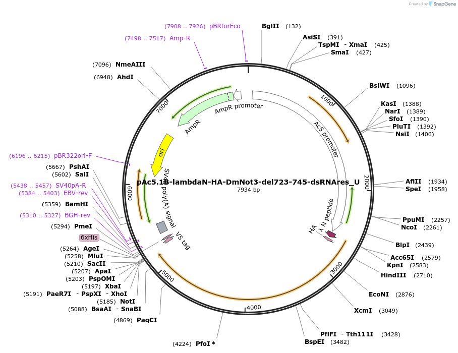 147720-plasmid-map-sequence-id-290167