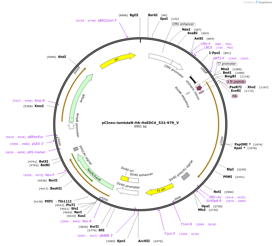 147783-plasmid-map-sequence-id-290230