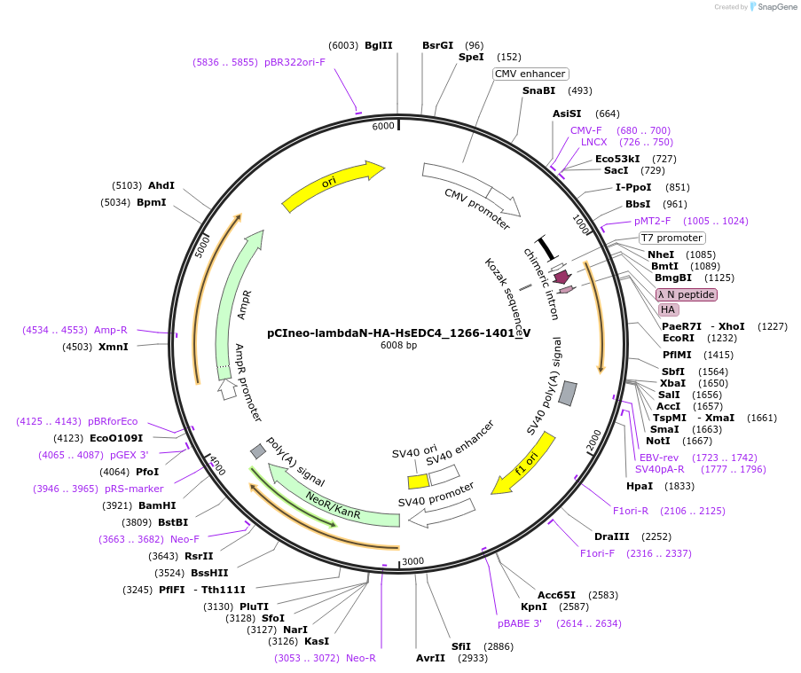 147785-plasmid-map-sequence-id-290232