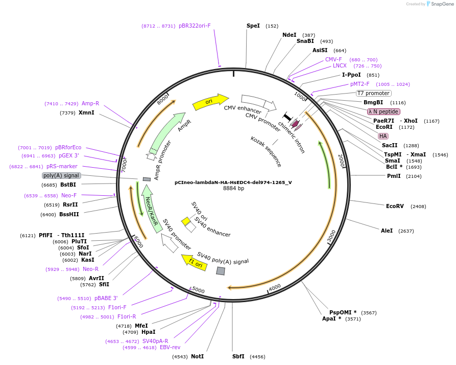 147786-plasmid-map-sequence-id-290233