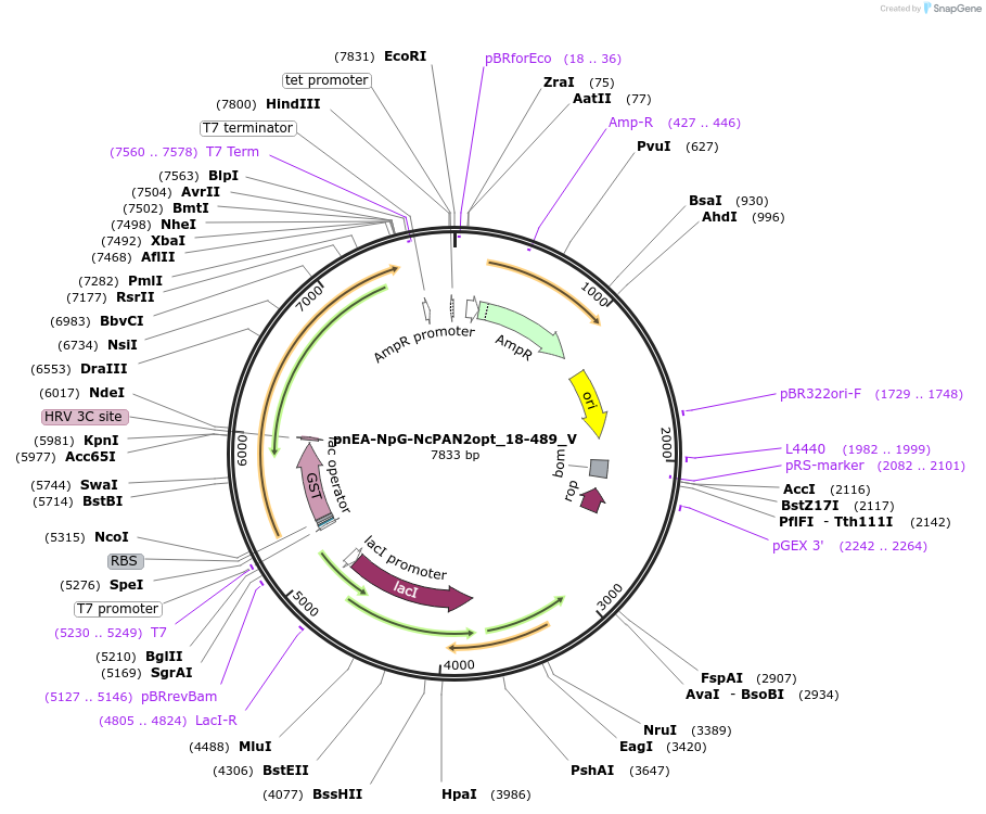 147788-plasmid-map-sequence-id-290235