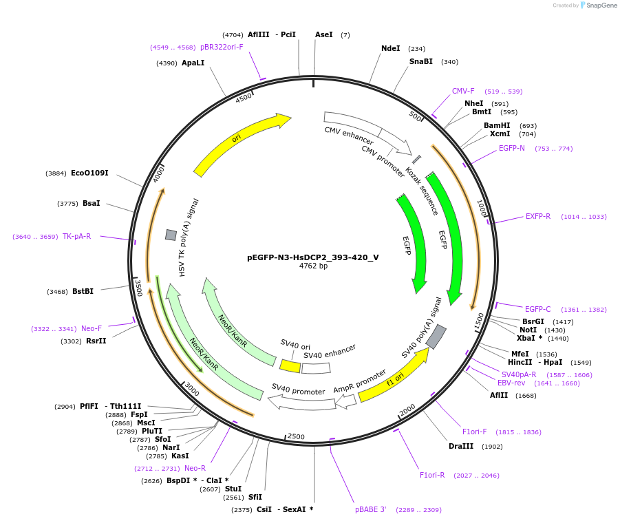 290241_map