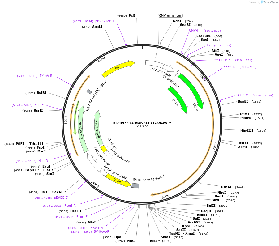 147804-plasmid-map-sequence-id-290251