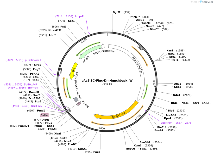 147818-plasmid-map-sequence-id-290265
