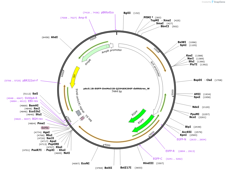 147840-plasmid-map-sequence-id-290287