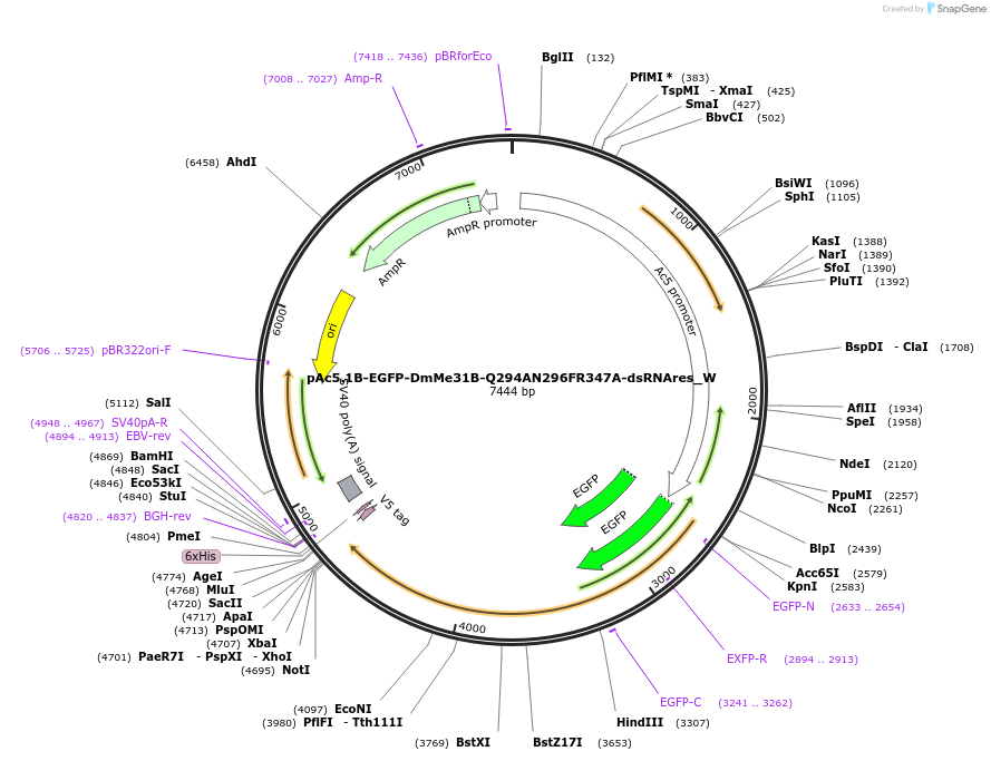 147841-plasmid-map-sequence-id-290288