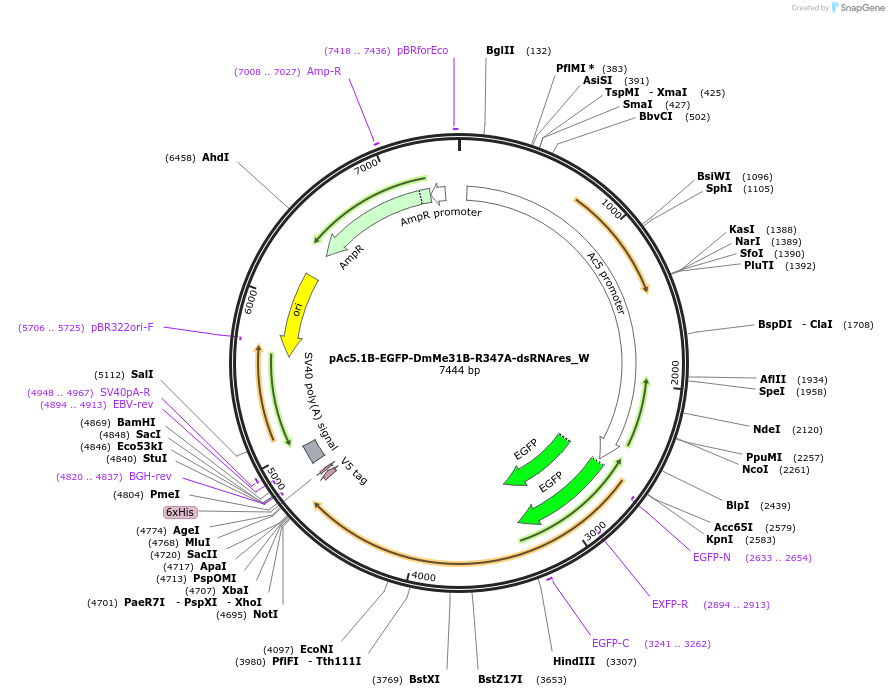 147842-plasmid-map-sequence-id-290289