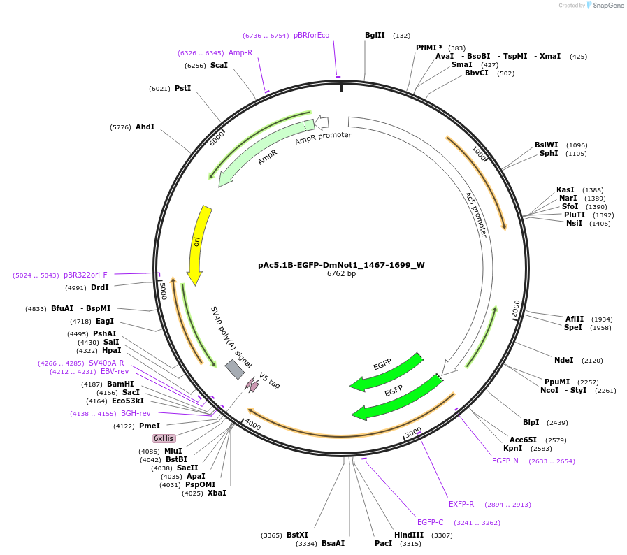 147849-plasmid-map-sequence-id-290296