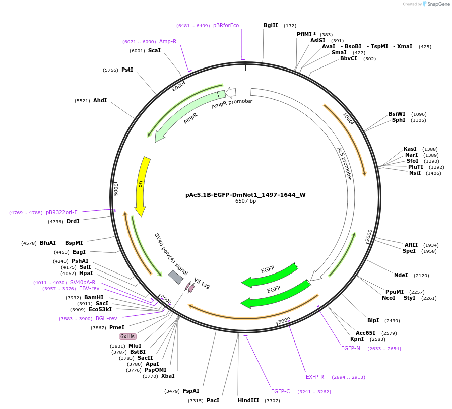 147857-plasmid-map-sequence-id-290304