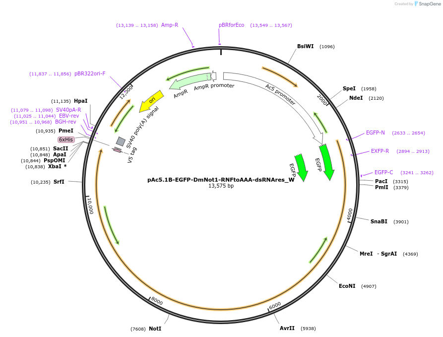 147861-plasmid-map-sequence-id-290308