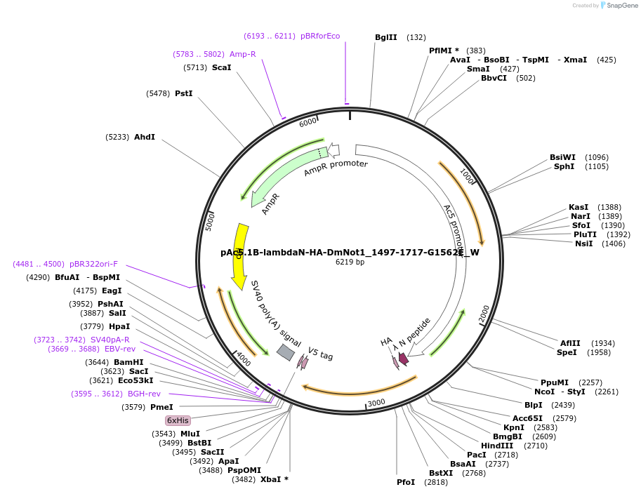 147873-plasmid-map-sequence-id-290320