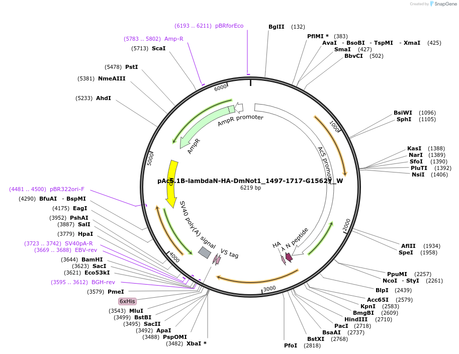 147874-plasmid-map-sequence-id-290321