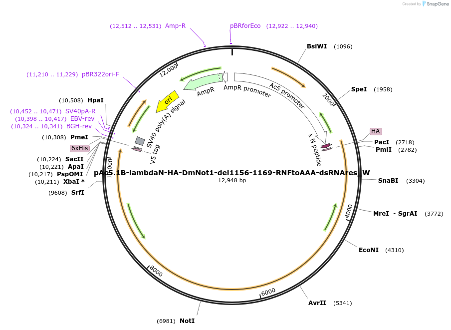 147875-plasmid-map-sequence-id-290322
