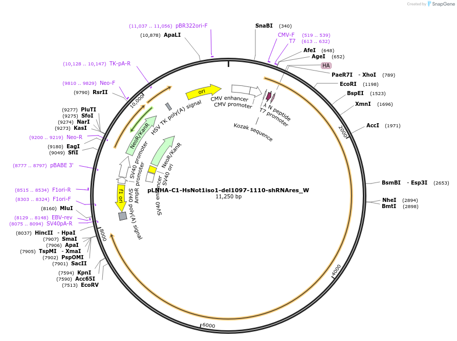 147882-plasmid-map-sequence-id-290329
