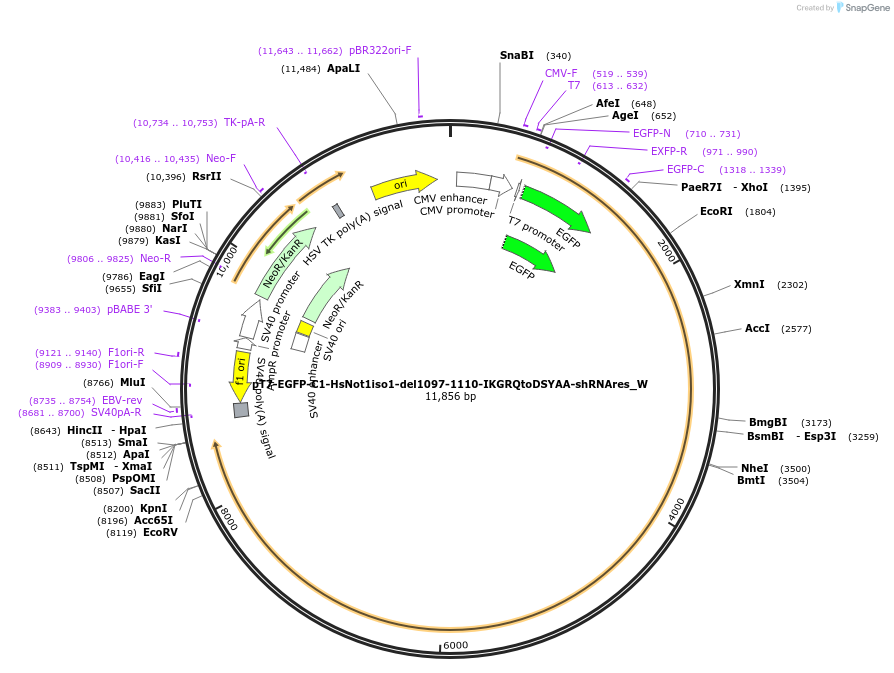147897-plasmid-map-sequence-id-290344