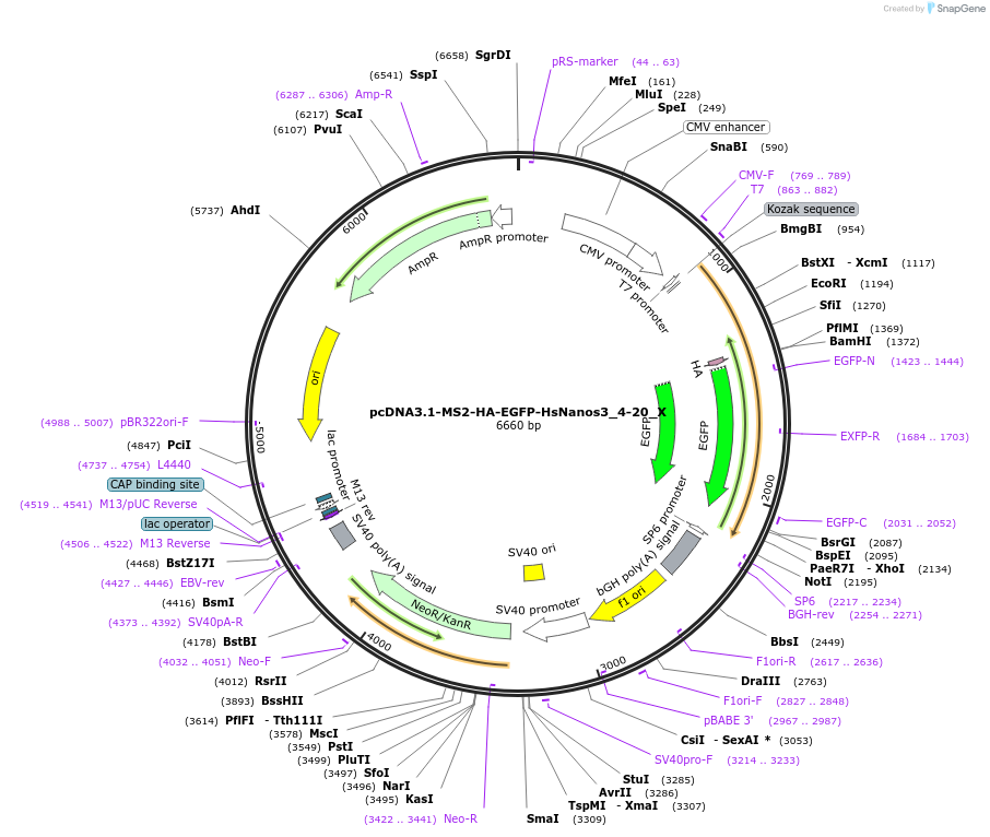 147930-plasmid-map-sequence-id-290377