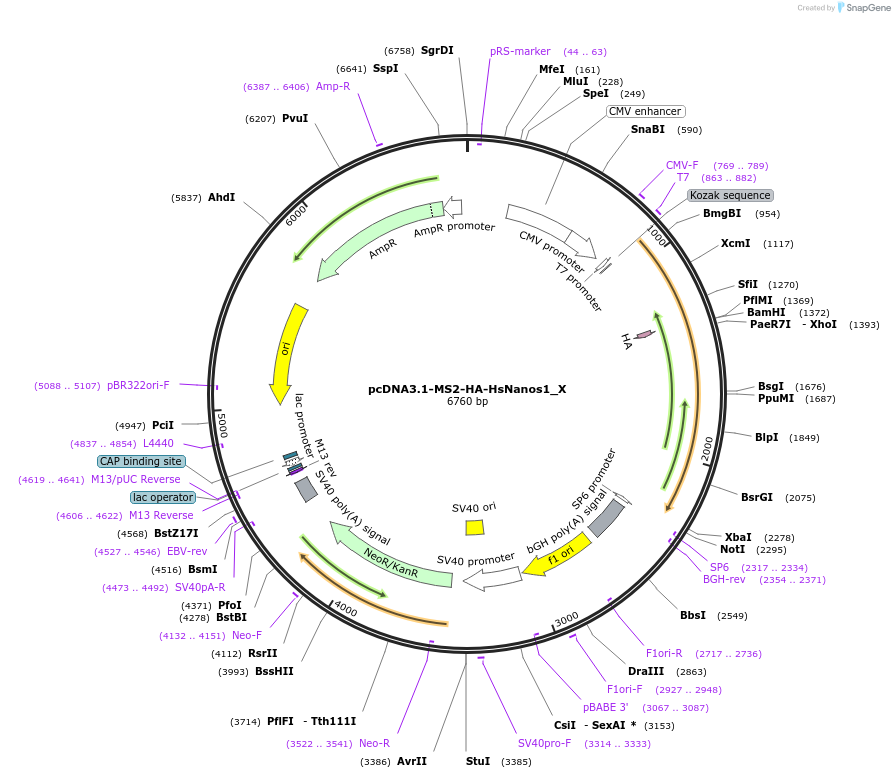 147931-plasmid-map-sequence-id-290378