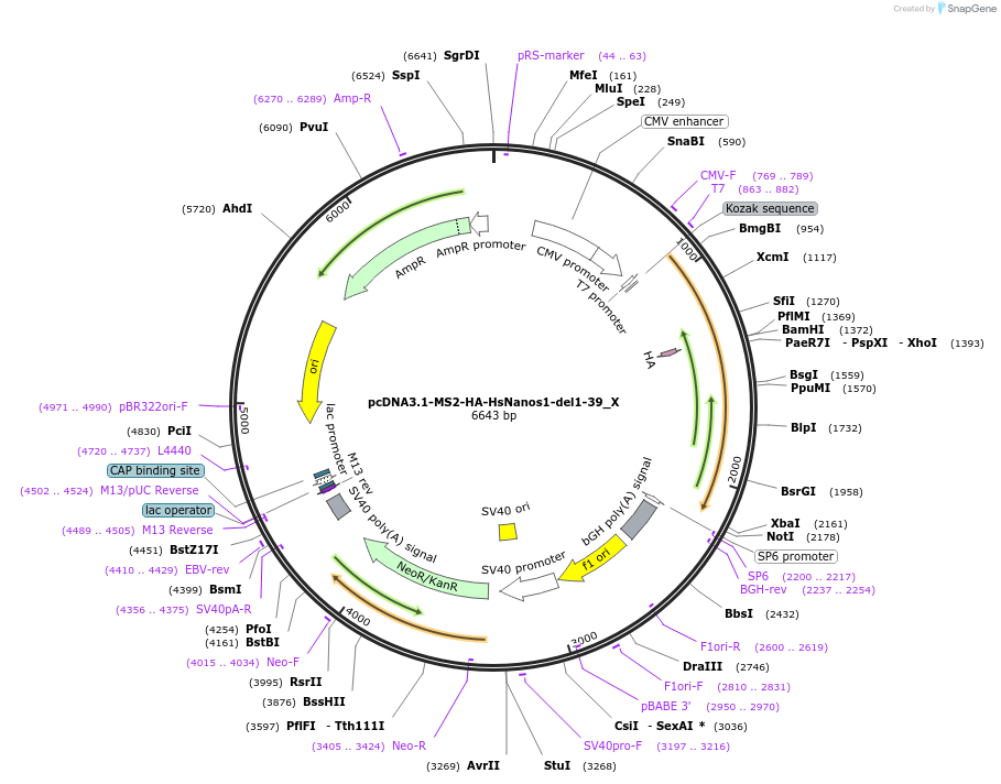 147932-plasmid-map-sequence-id-290379