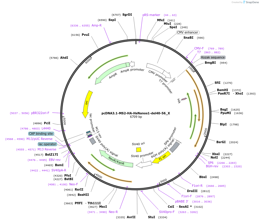 147934-plasmid-map-sequence-id-290381