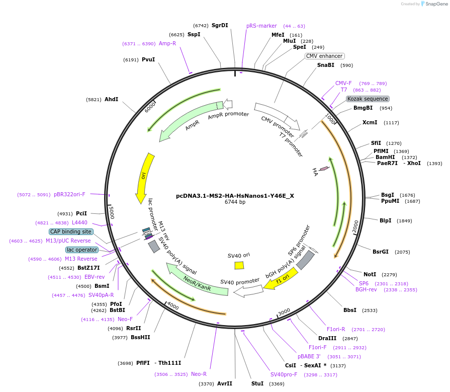 147937-plasmid-map-sequence-id-290384