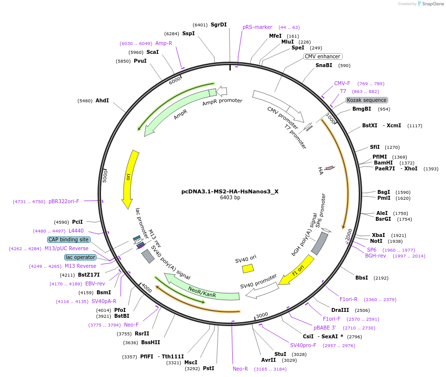 147944-plasmid-map-sequence-id-290391