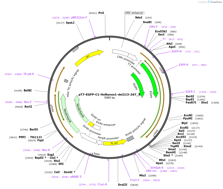 147952-plasmid-map-sequence-id-290399