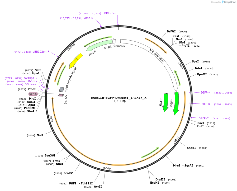 147982-plasmid-map-sequence-id-290429