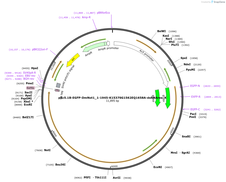 147990-plasmid-map-sequence-id-290437