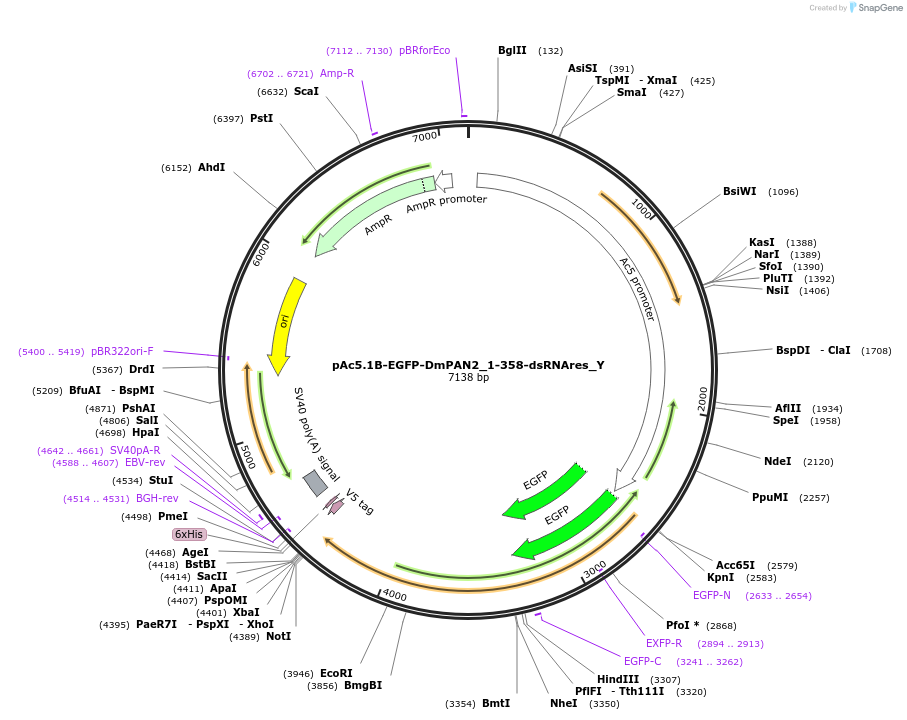 148028-plasmid-map-sequence-id-290475