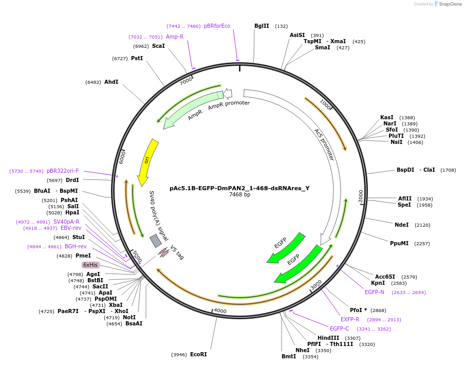 148029-plasmid-map-sequence-id-290476
