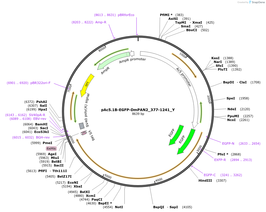 148030-plasmid-map-sequence-id-290477