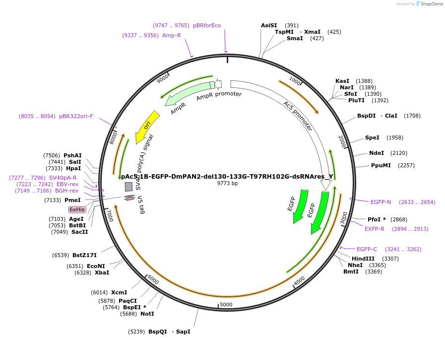 148033-plasmid-map-sequence-id-290480