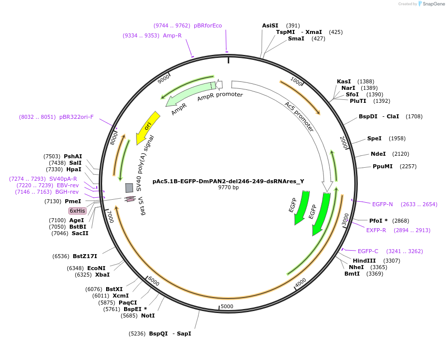 148034-plasmid-map-sequence-id-290481