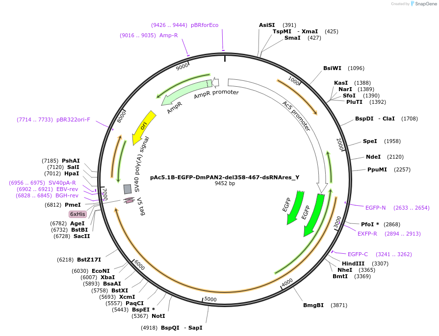 148035-plasmid-map-sequence-id-290482