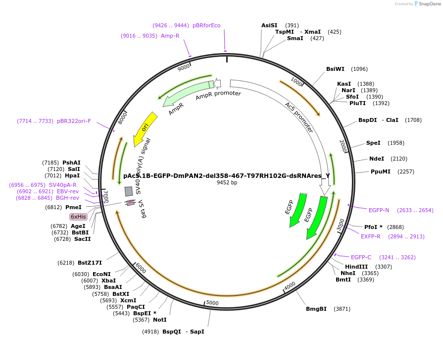 148036-plasmid-map-sequence-id-290483