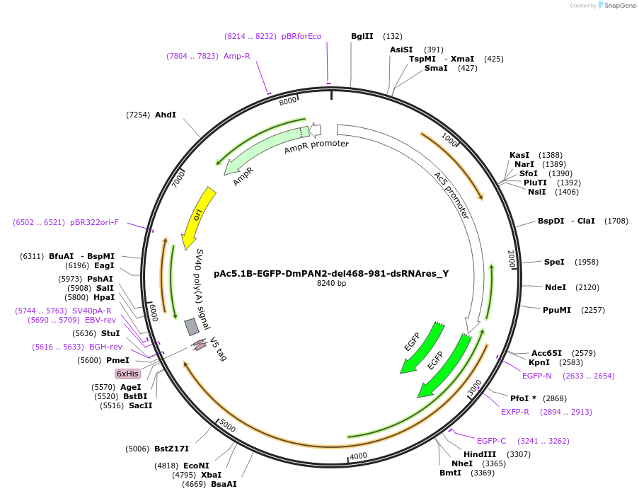 148037-plasmid-map-sequence-id-290484