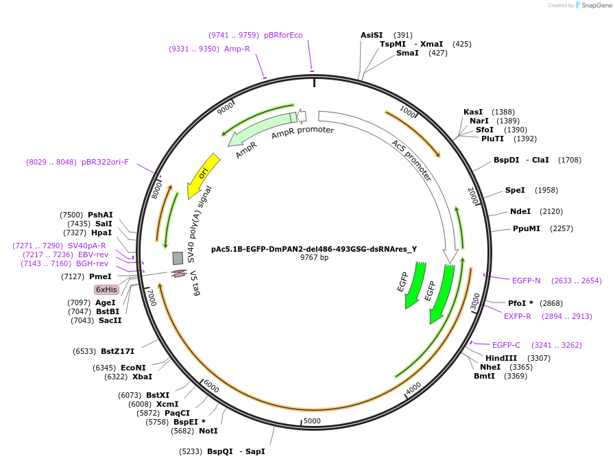 148038-plasmid-map-sequence-id-290485