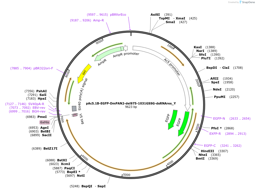 148039-plasmid-map-sequence-id-290486
