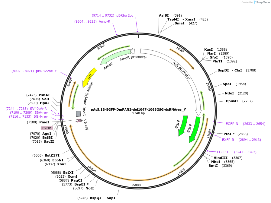 148040-plasmid-map-sequence-id-290487