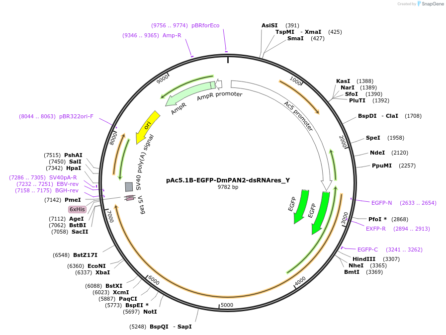 148041-plasmid-map-sequence-id-290488