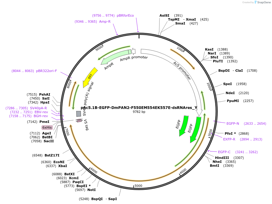 148043-plasmid-map-sequence-id-290490